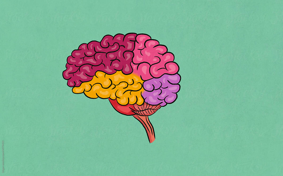 Human brain showing different hemispheres