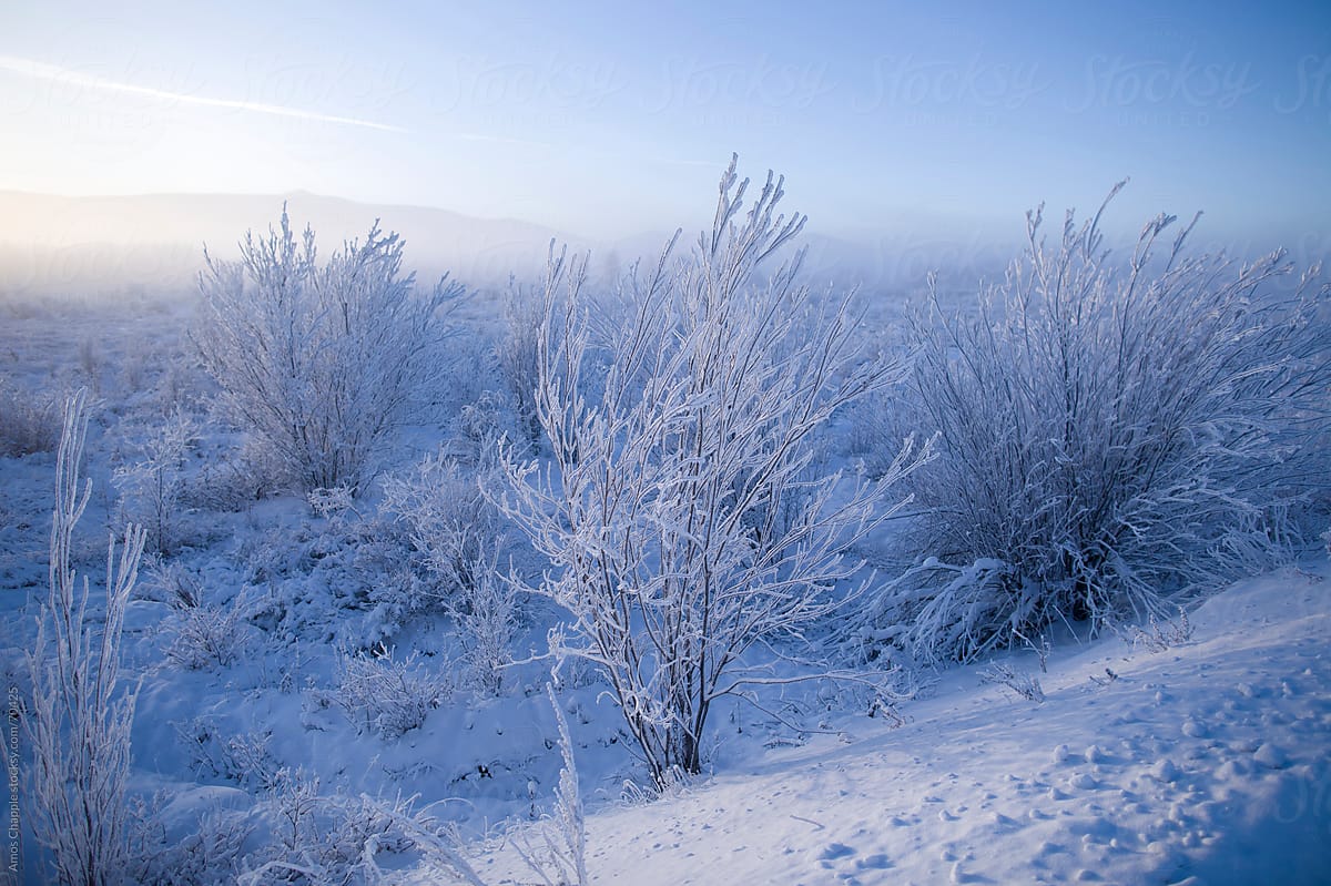 Frost-covered shrubs on a clear winter morning in Siberia.