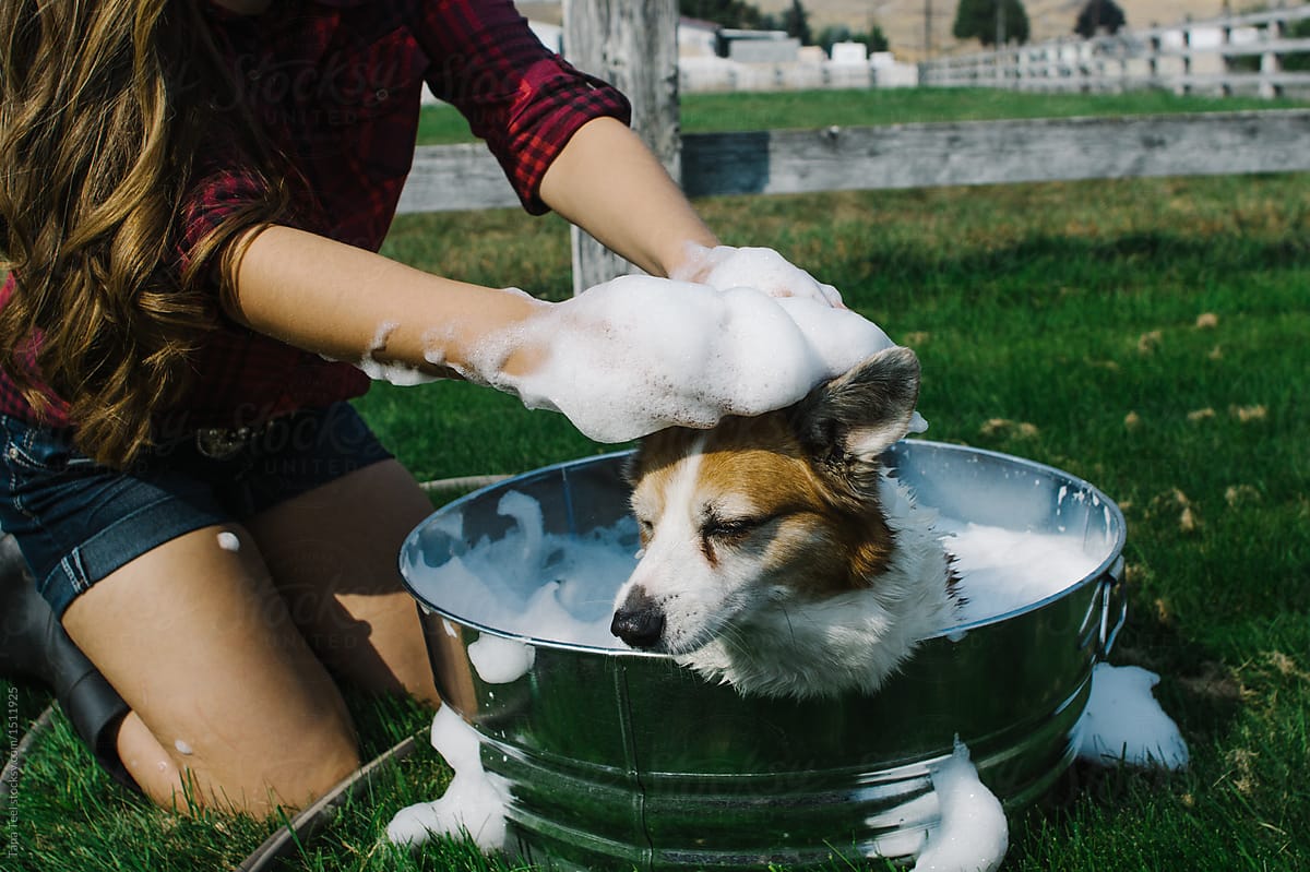 pet dog getting soapy bath in wash tub
