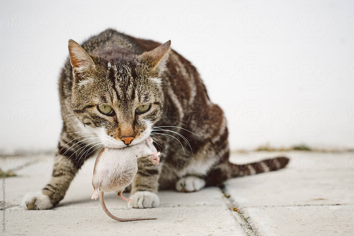 A cat with prey.