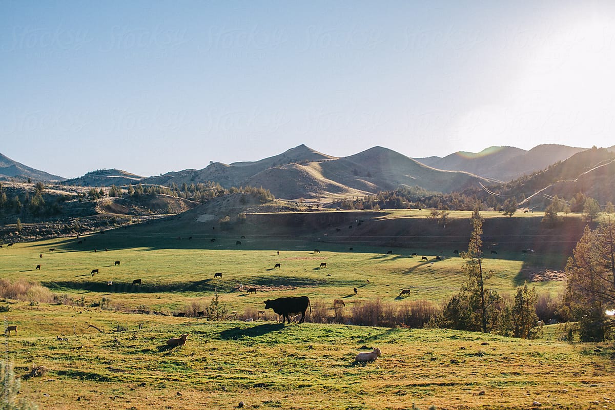cows grazing on grass in rolling hills of oregon