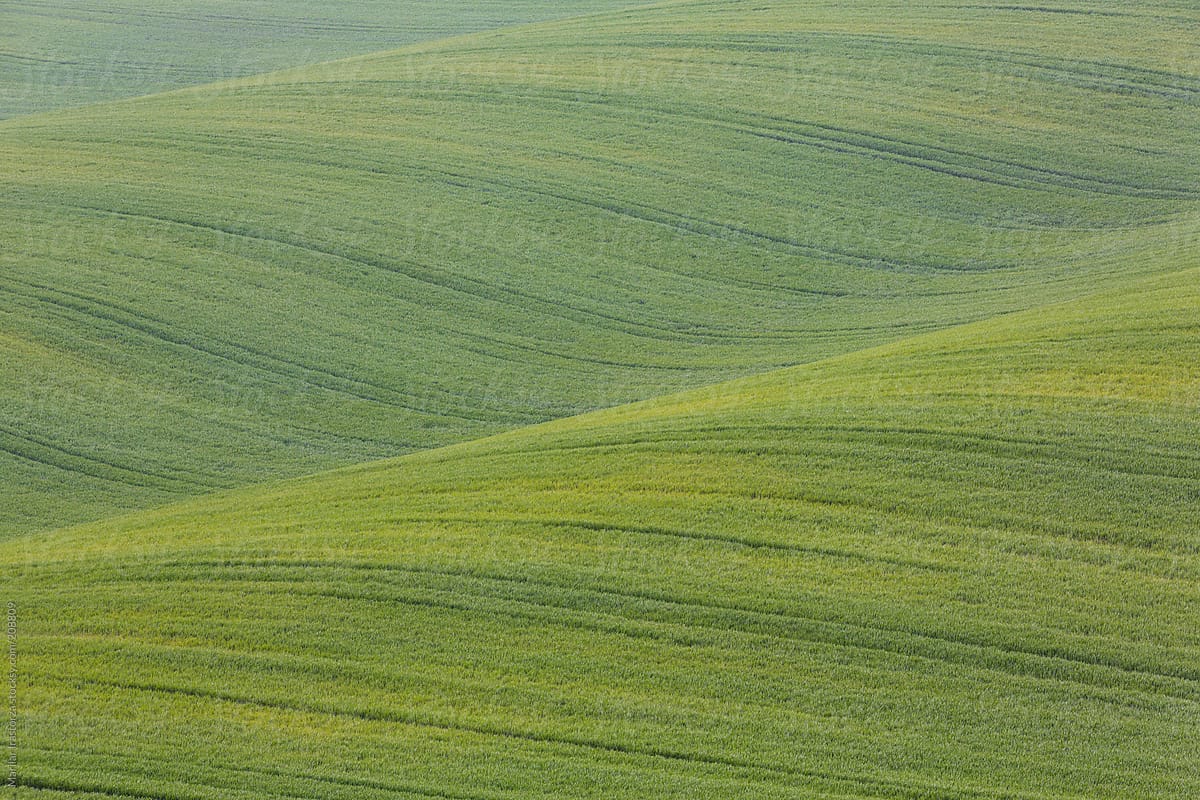 Lines and ripples green in the countryside