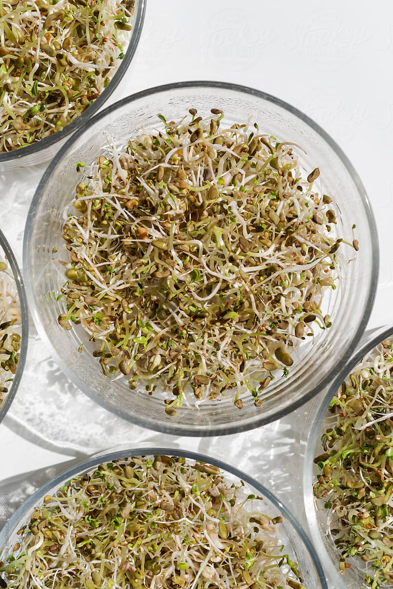 Sprouts superfood