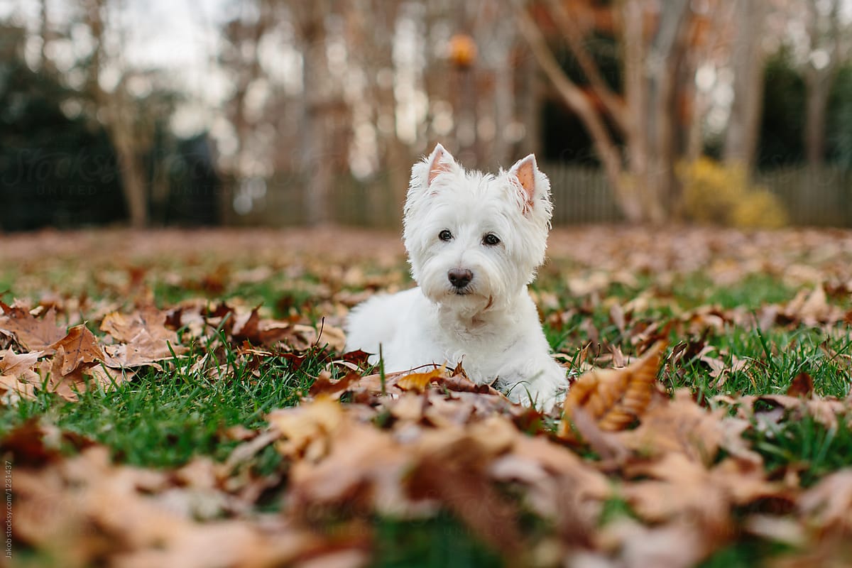 Cute white dog lying in grass and fallen leaves