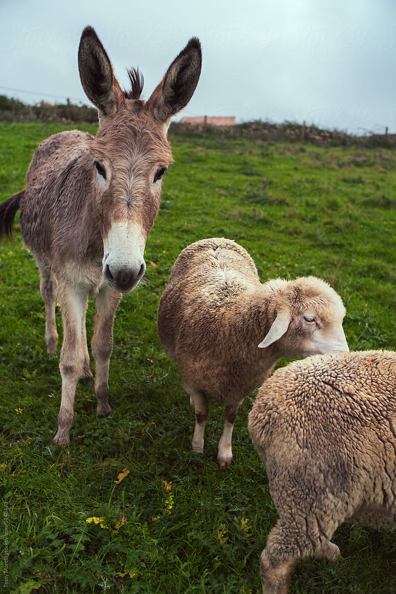 Portrait of donkey and sheep family in the field