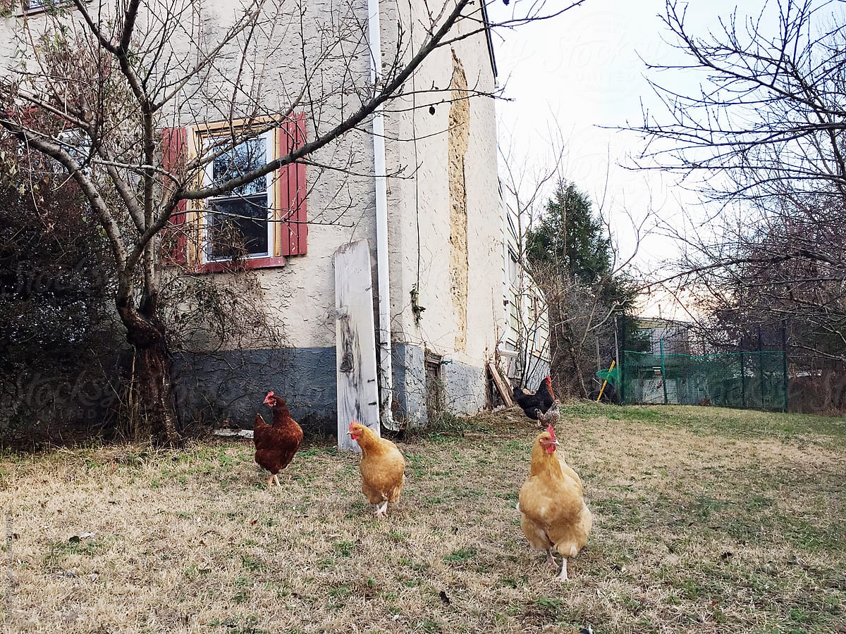 Urban Chickens in Winter