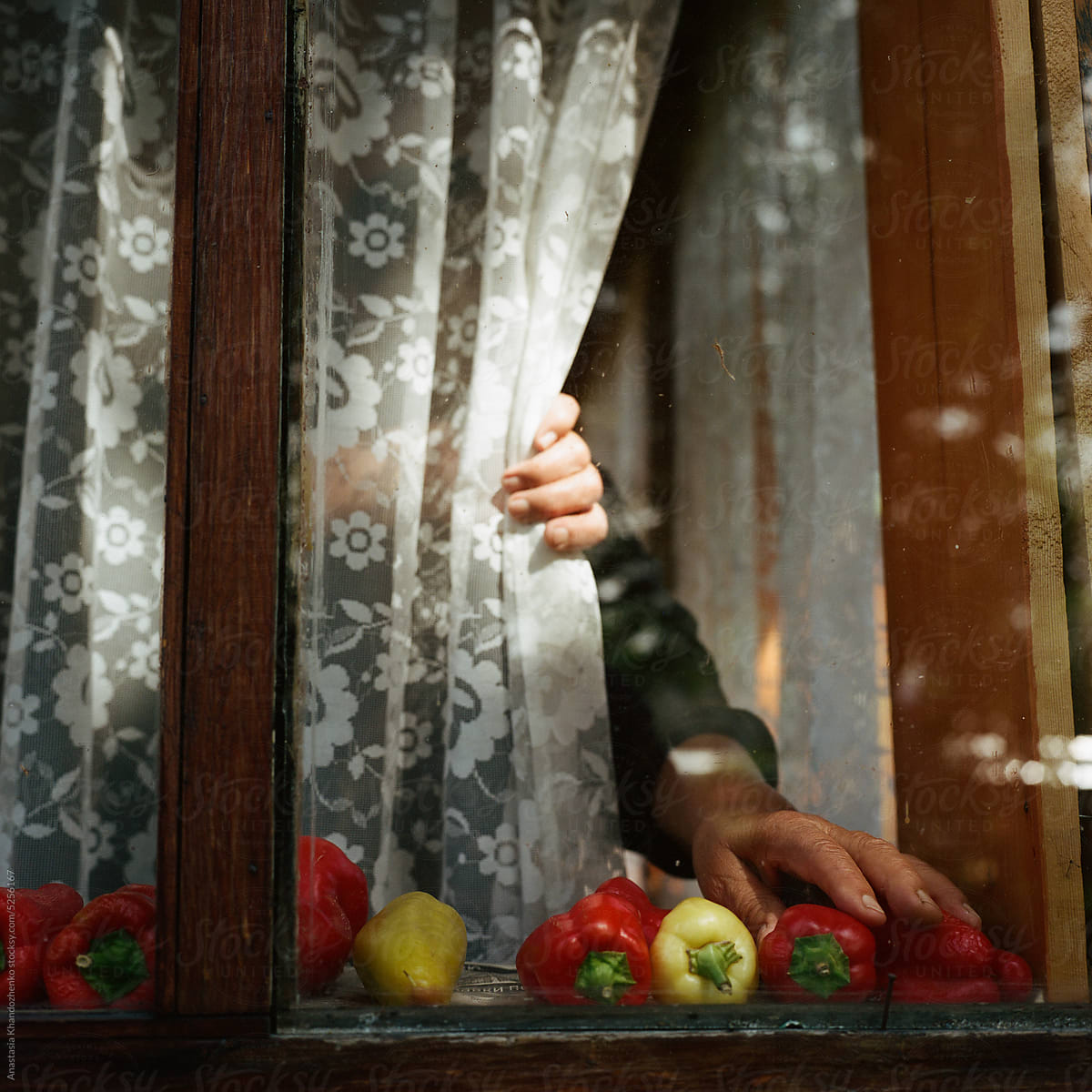 Old hands put  vegetables on the windowsill