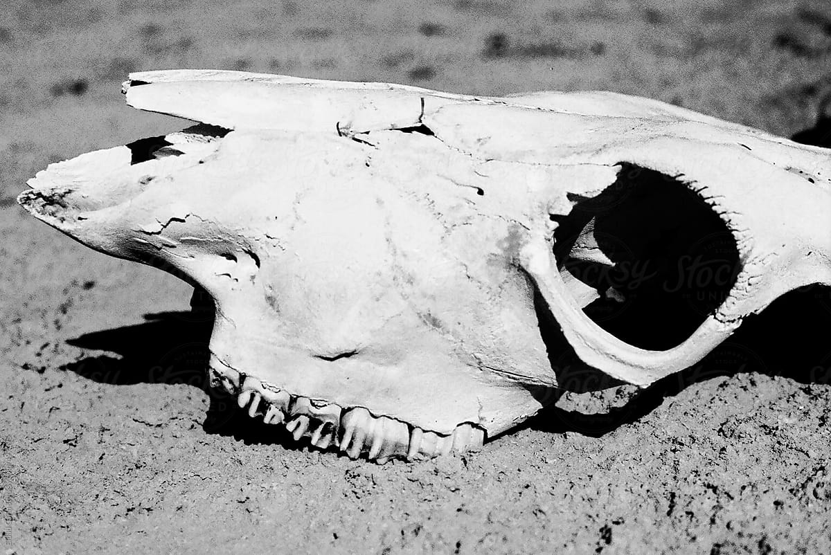 Animal Skull on Sand