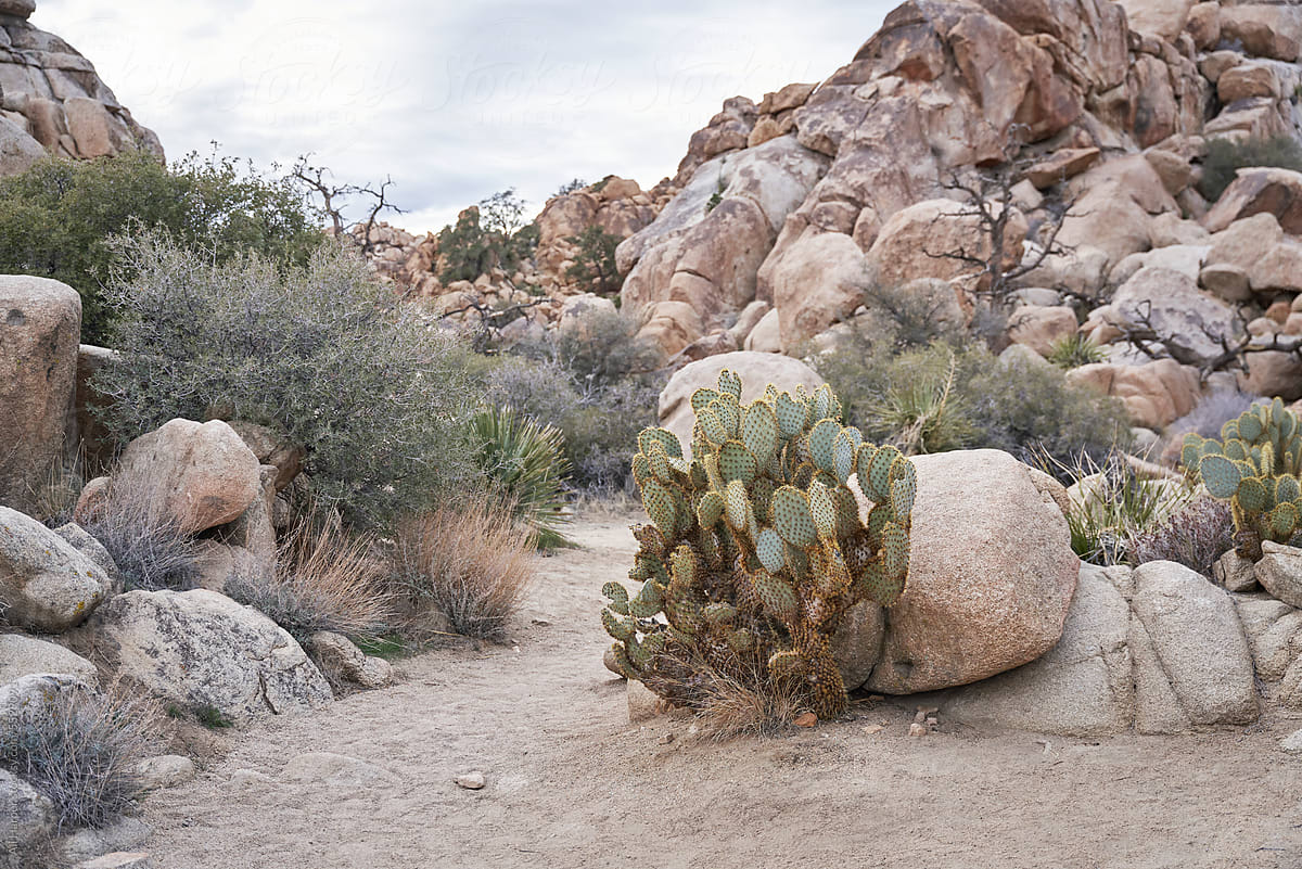 Large cacti and rock formations in Joshua Tree National Park