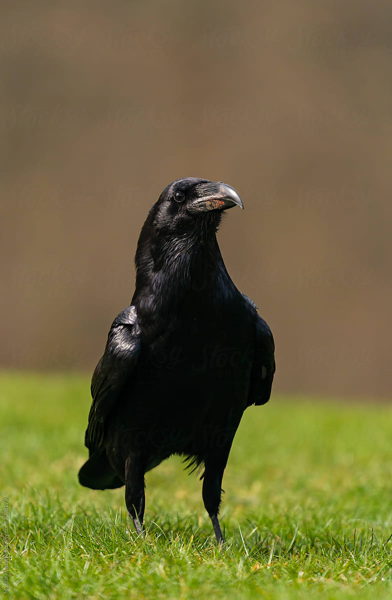 Common raven in natural habitat