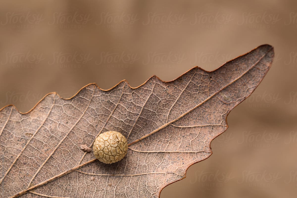 Chestnut Oak leaf with an insect gall on the underside