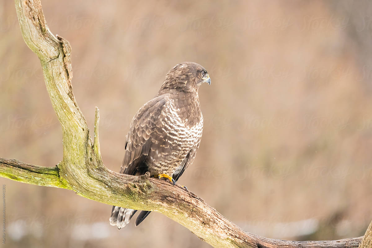Common Buzzard Profile Perched On A Branch