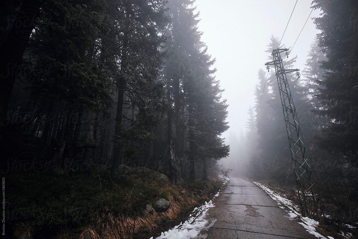 Asphalt road in misty woods