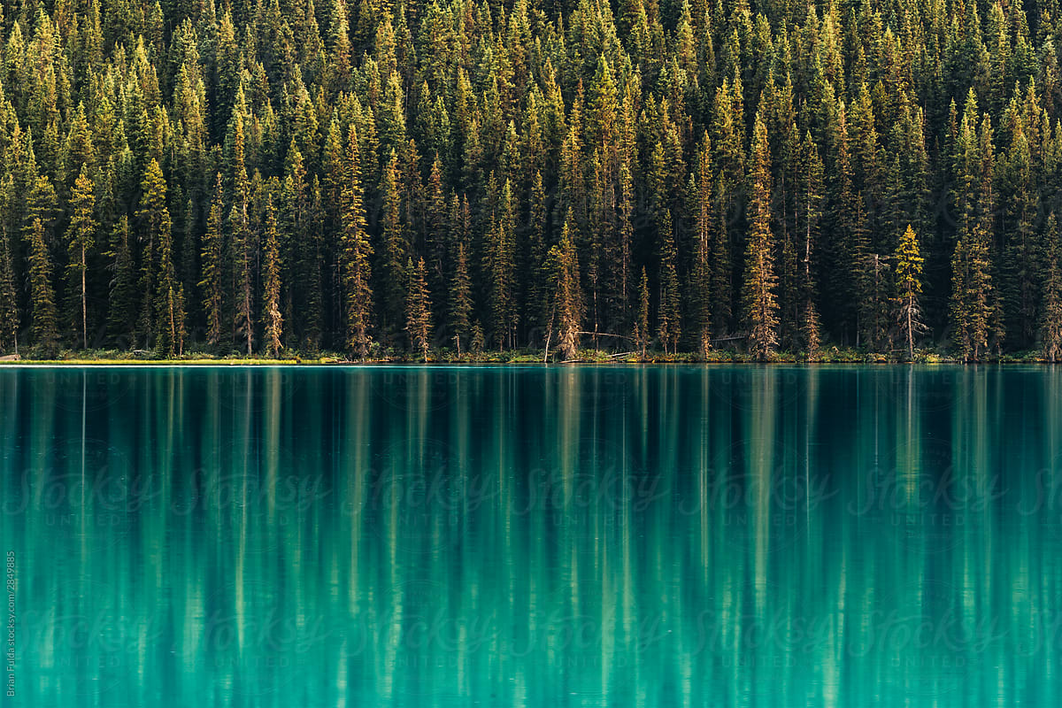 Trees Reflecting in a Glacial Lake, Alberta, Canada
