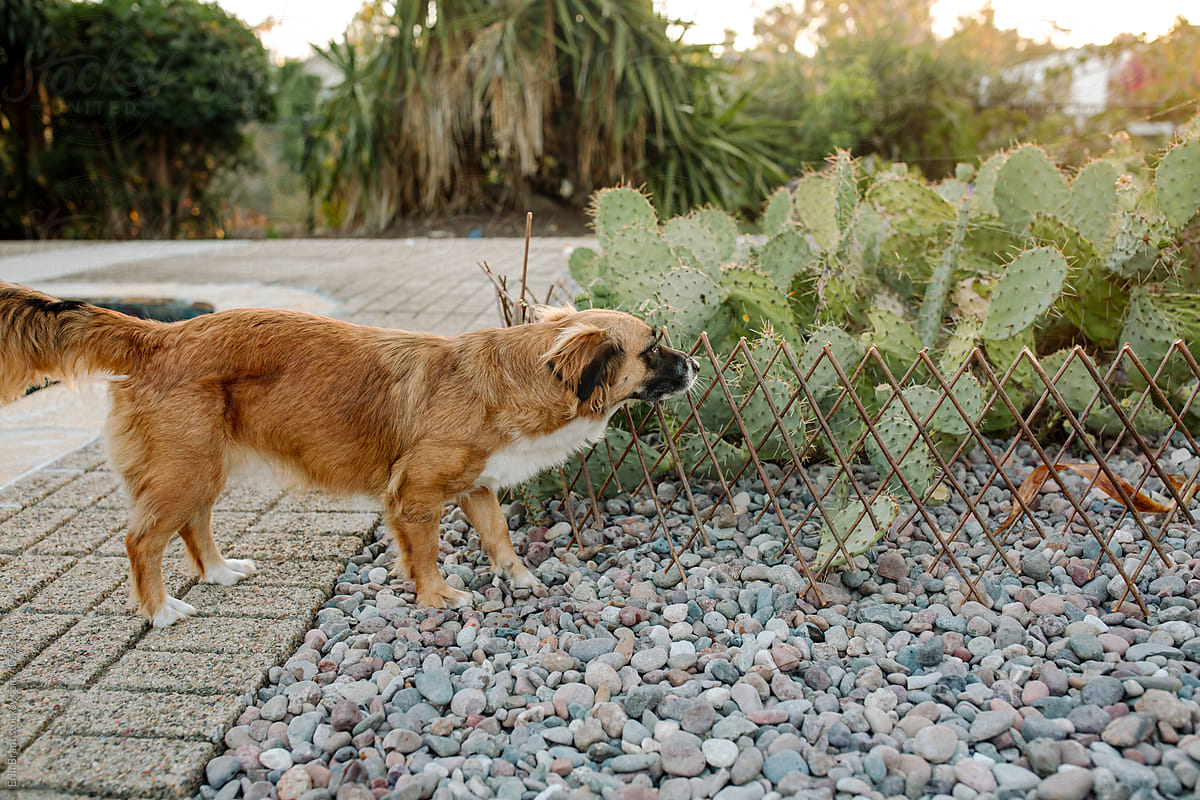 Mixed breed dog looking at cacti