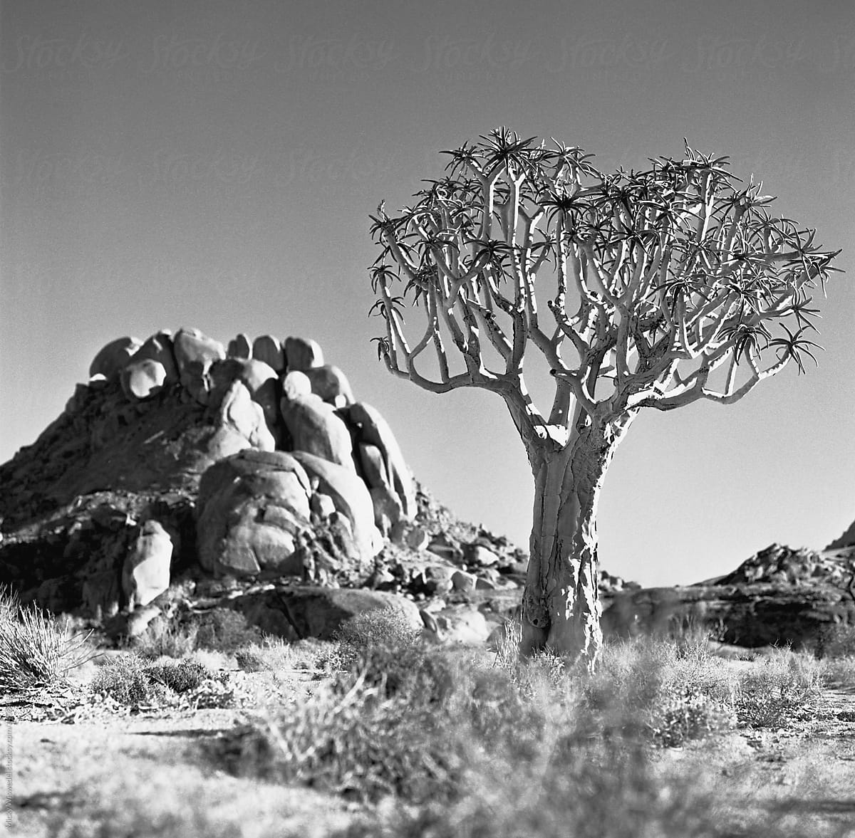 black and whiteQuiver tree in a desert landscape