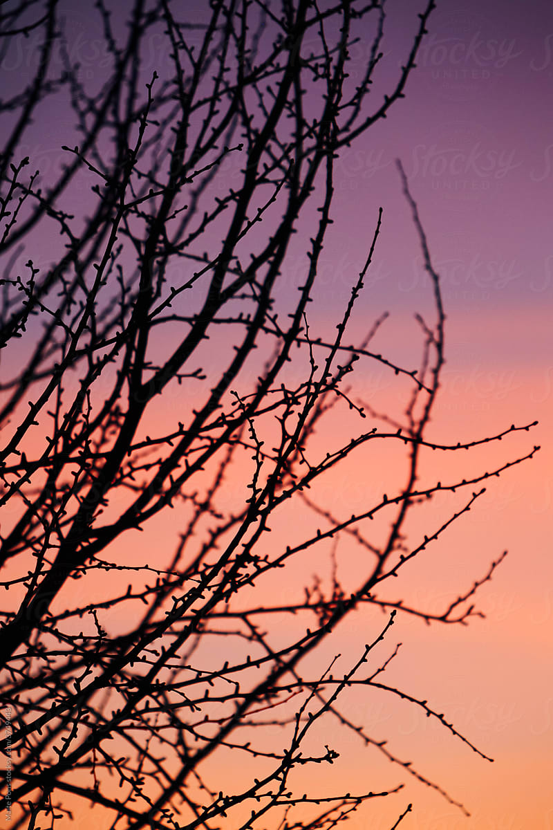 Winter tree in orange and pink sky