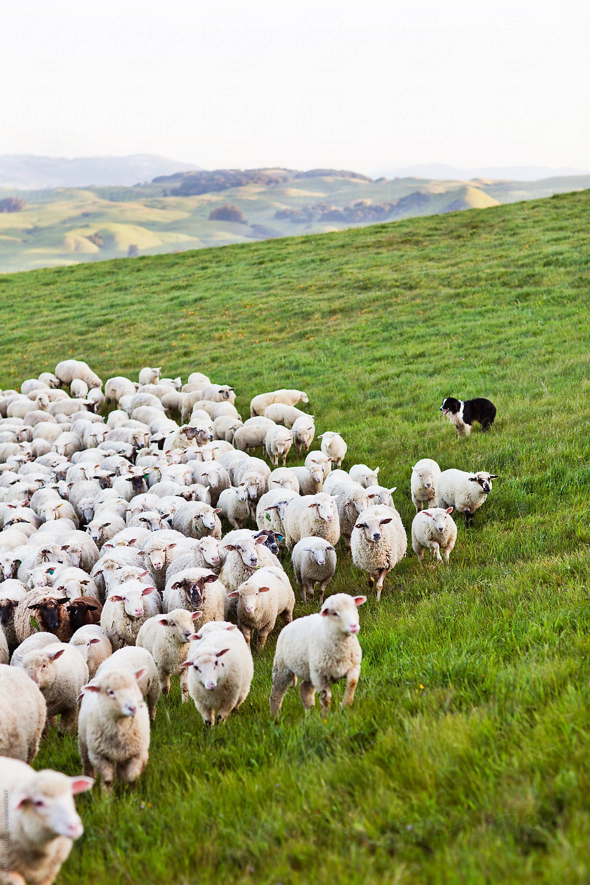 Grazing Sheep on Green Hillside in Napa, California