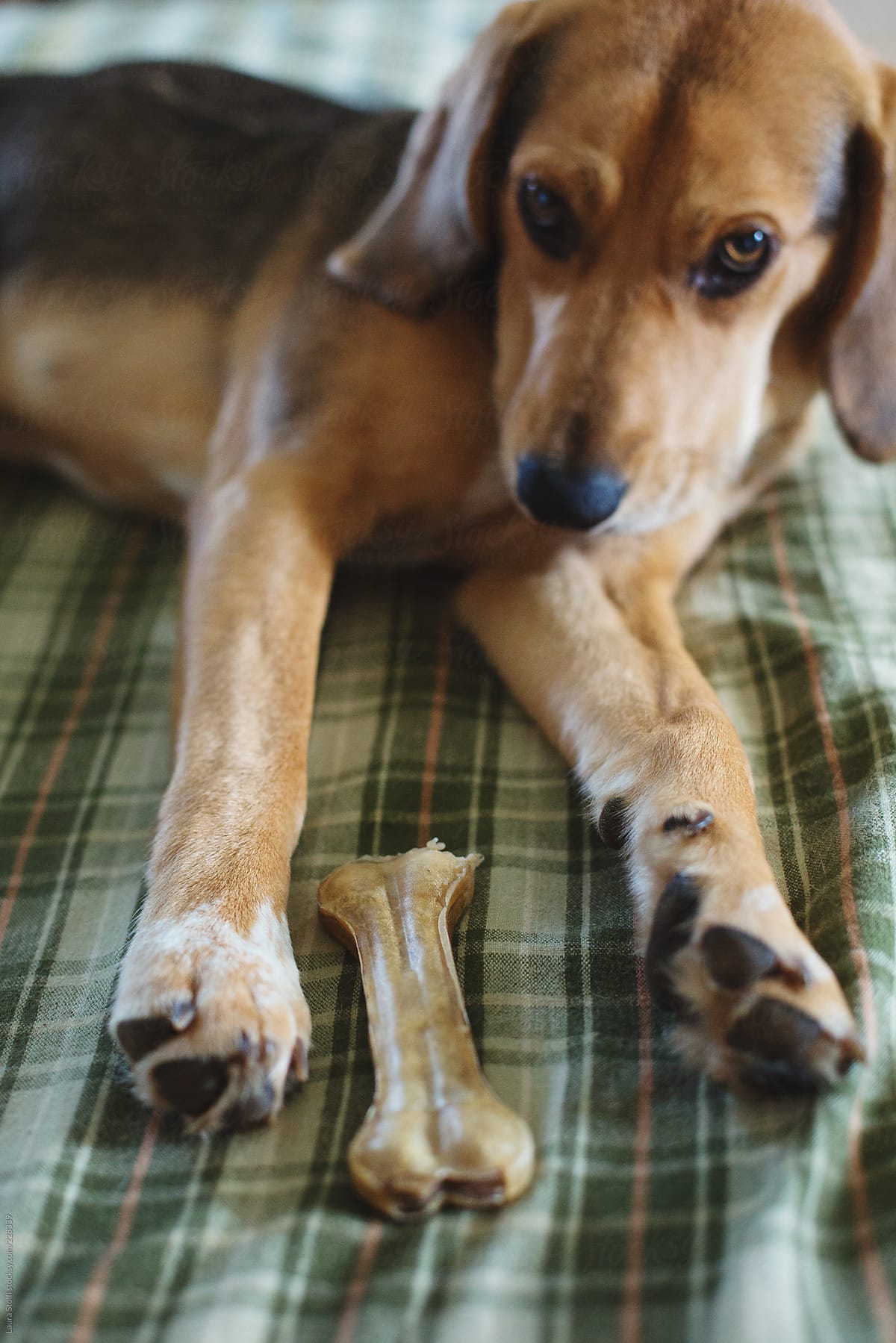 Cute puppy laying with a bone between her legs