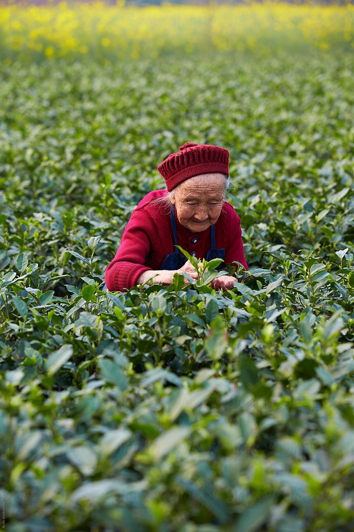 senior asian woman working in tea farm