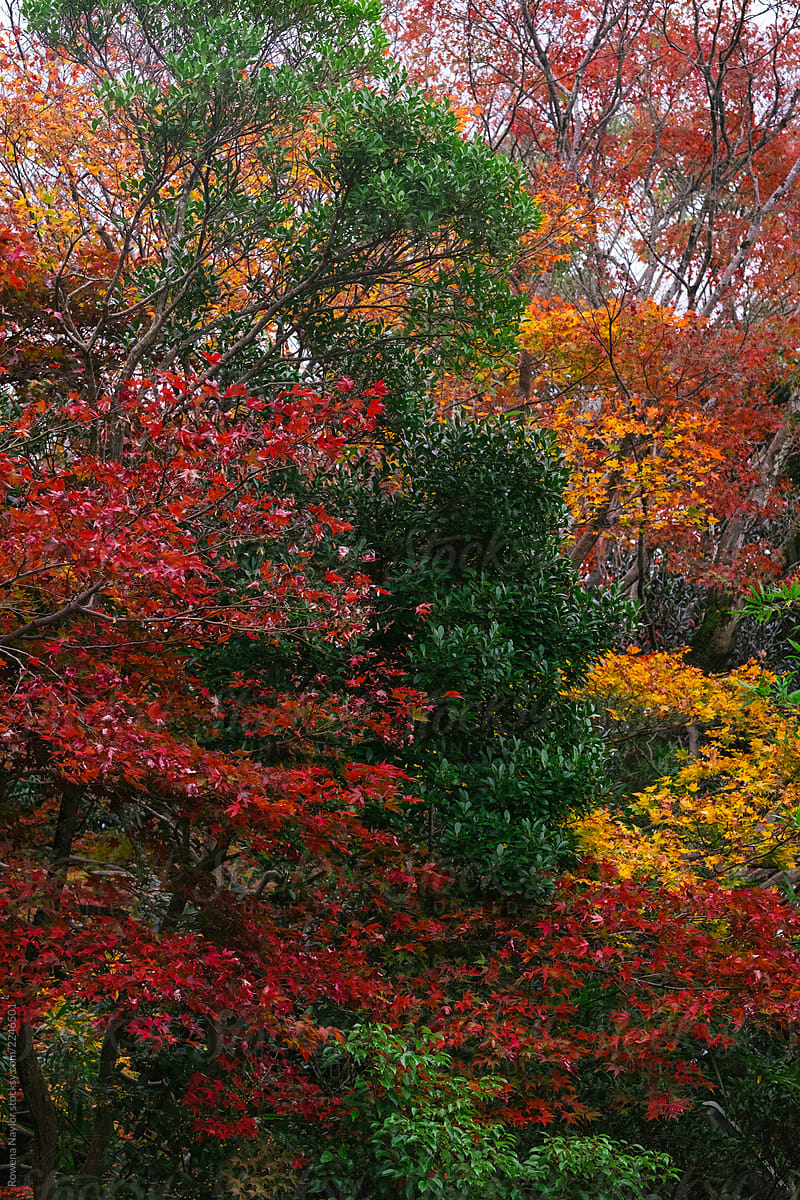 Autumn leaves of the Japanese Maple Trees in Kyoto