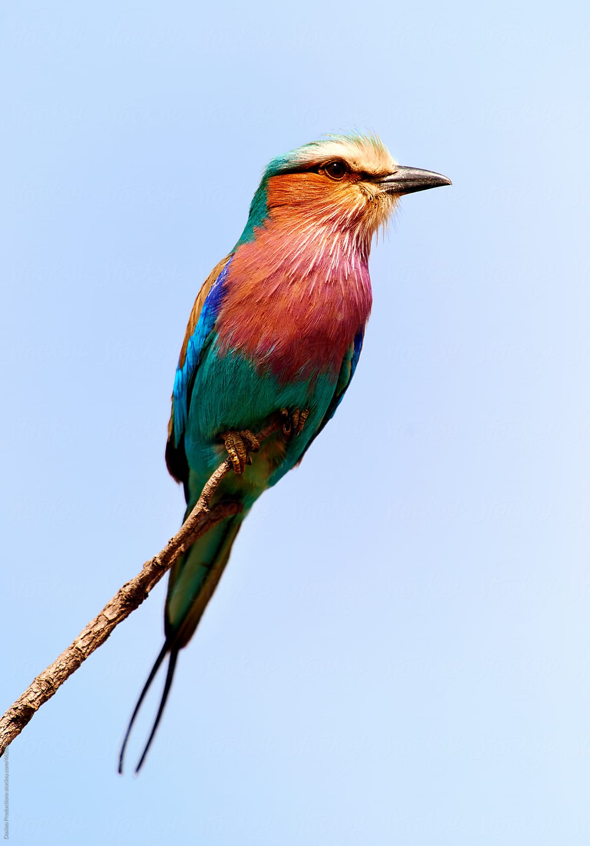 Lillac breasted roller