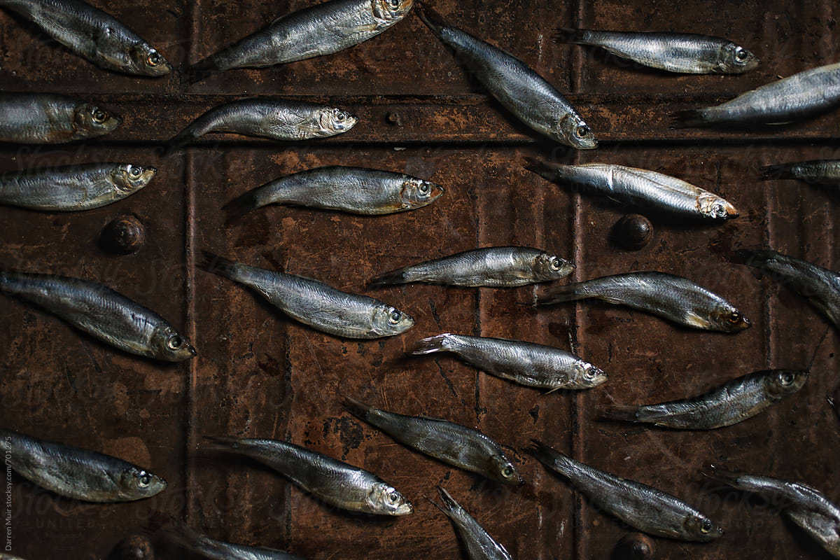 Sprats on a metal background.