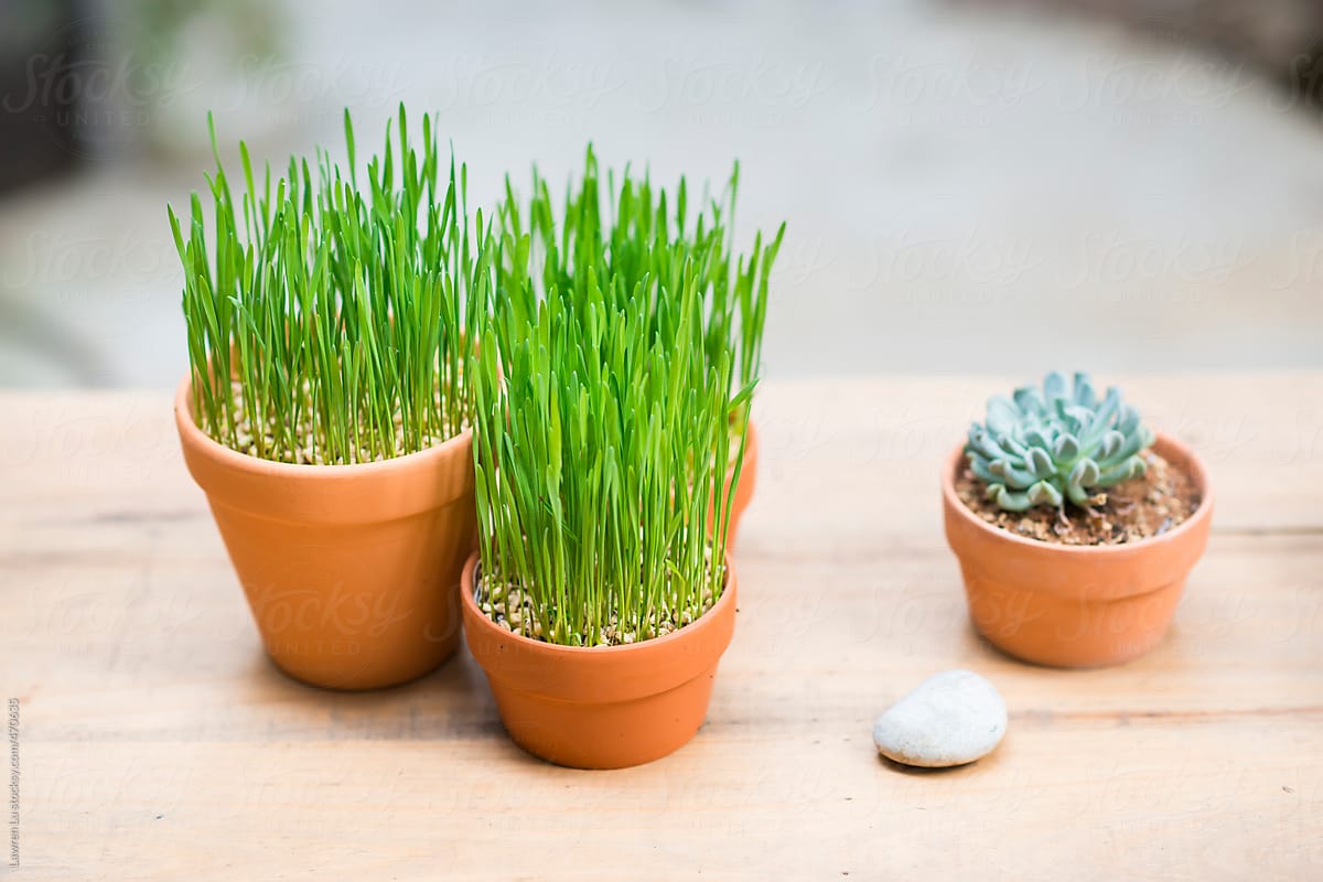 Close up Cultivated Small Green Plants on Pots and White Stone on Wooden Table