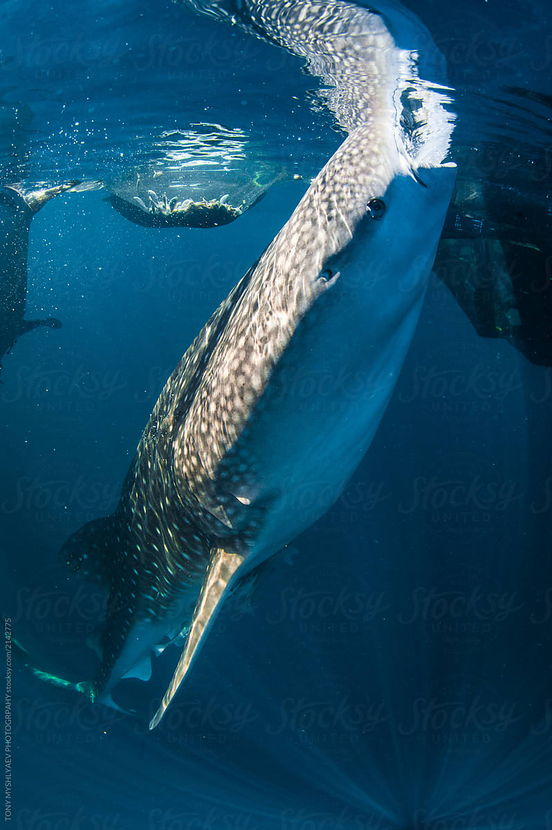 Whaleshark Feeding