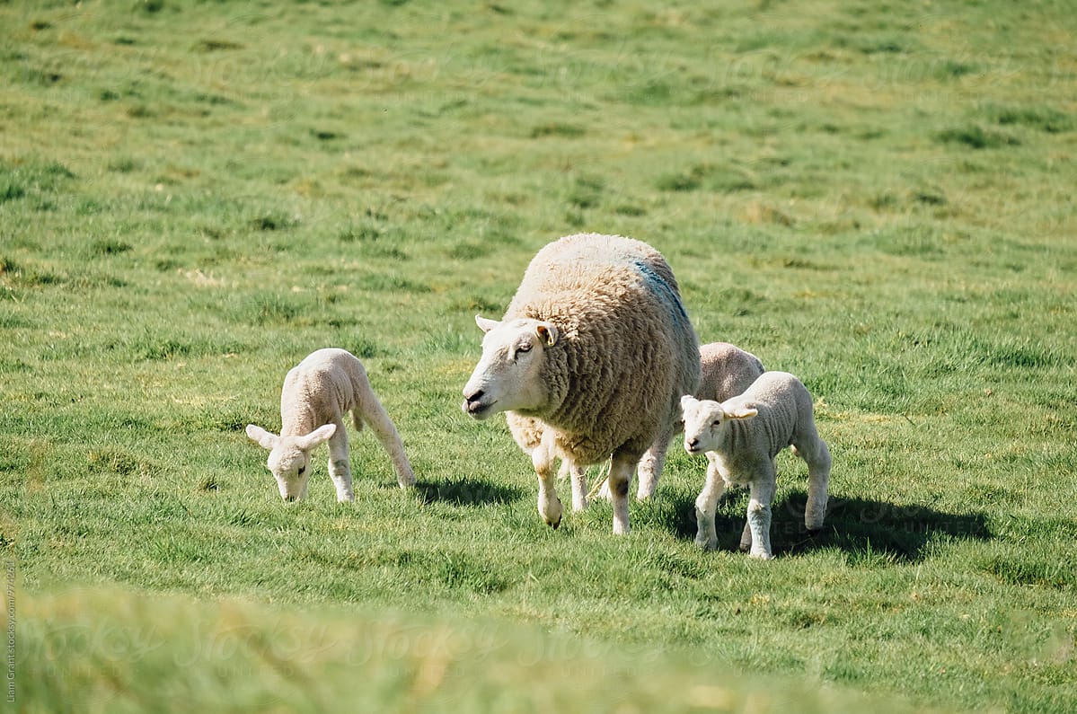 Newborn lambs and sheep in a field in spring. Norfolk, UK.