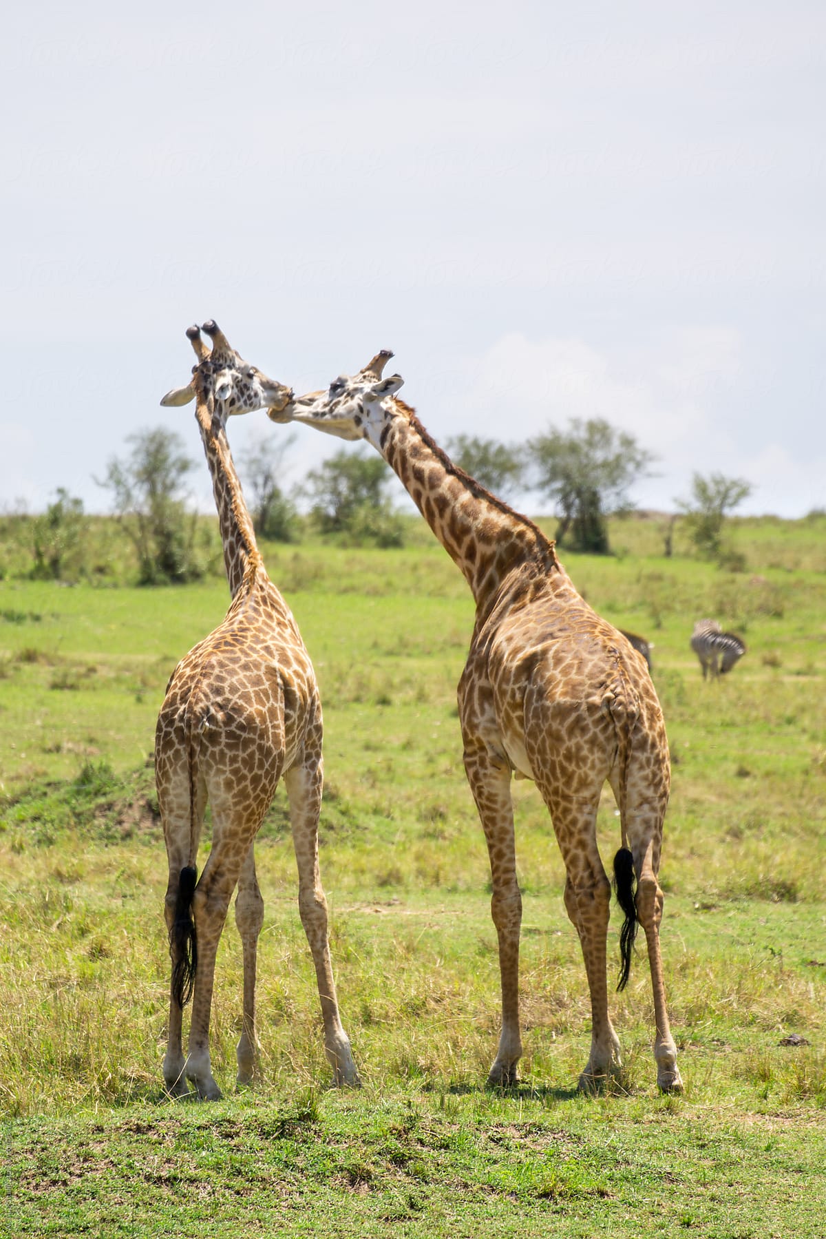 Couple of giraffes giving a kiss
