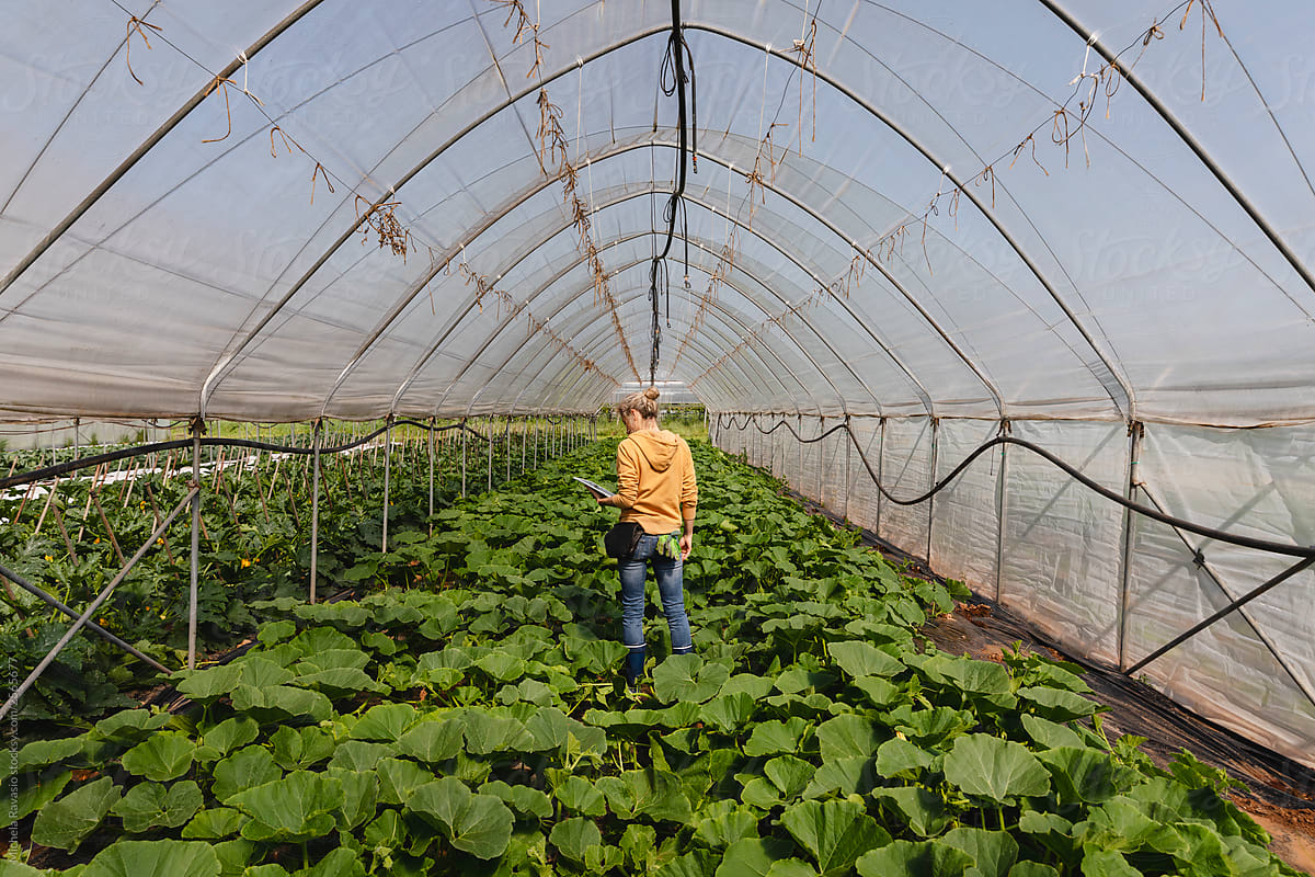 Farmer using a digital tablet at work in a greenhouse