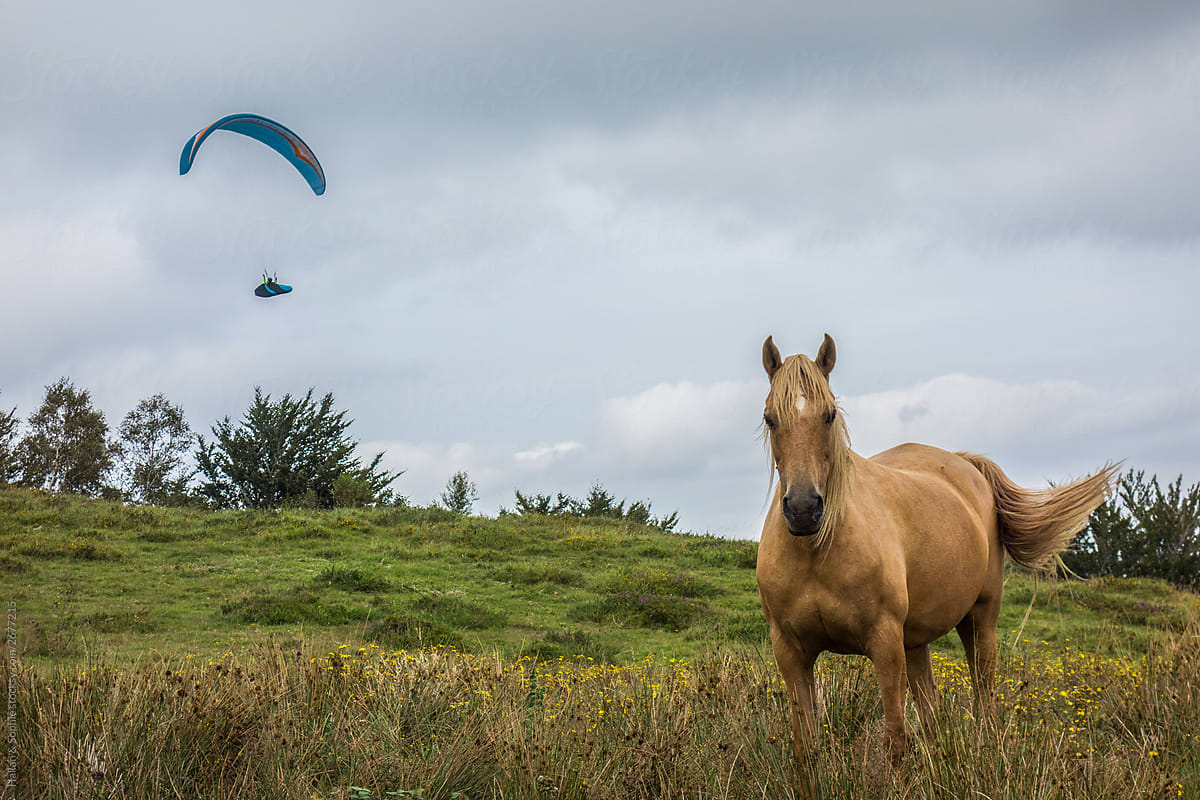 Horse and paraglider