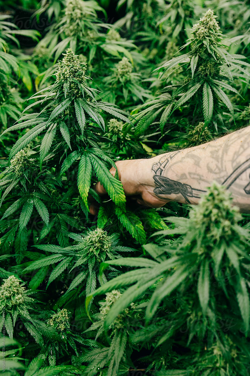 Closeup of Hand Weeding Cannabis Leaves