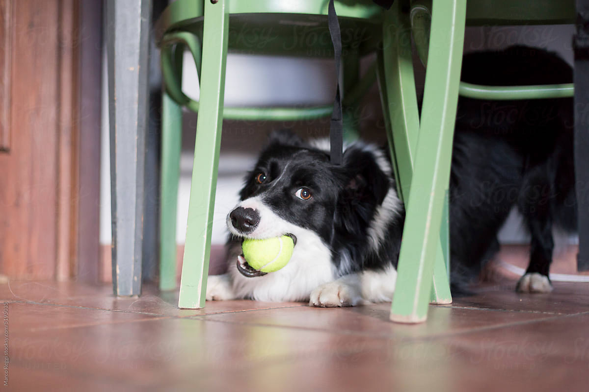 border collie play with tennis ball