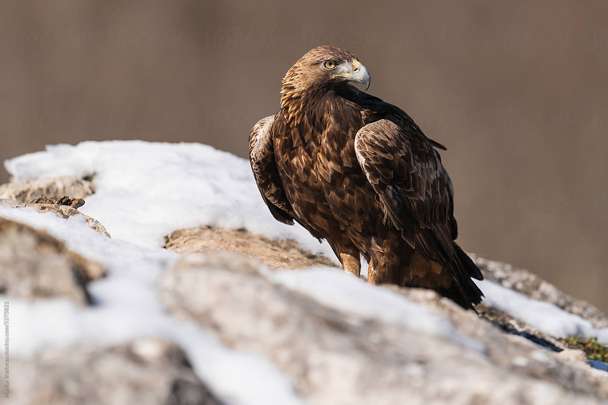 Golden Eagle On Snowy Rock