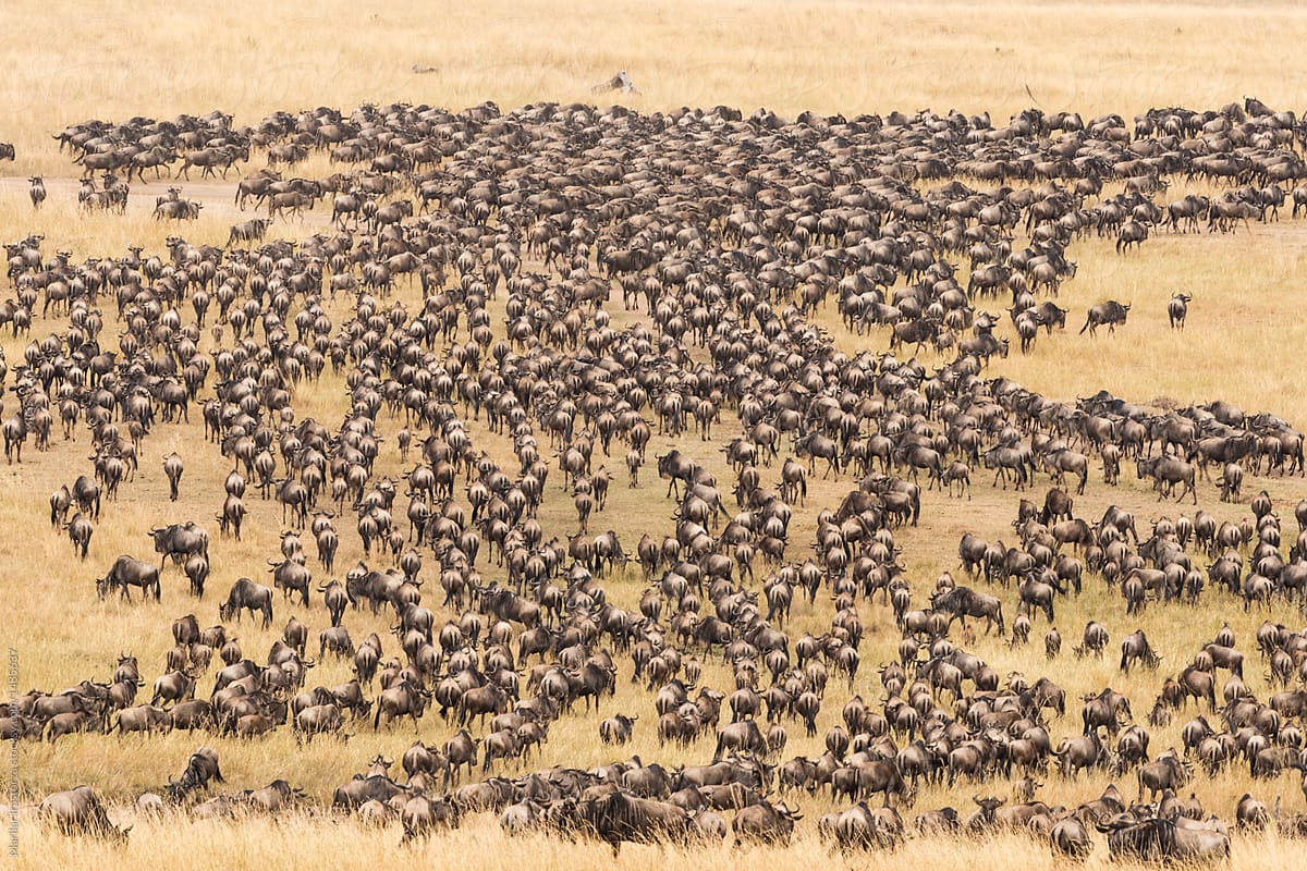 Thousands of wildebeest head to the Mara River for migration