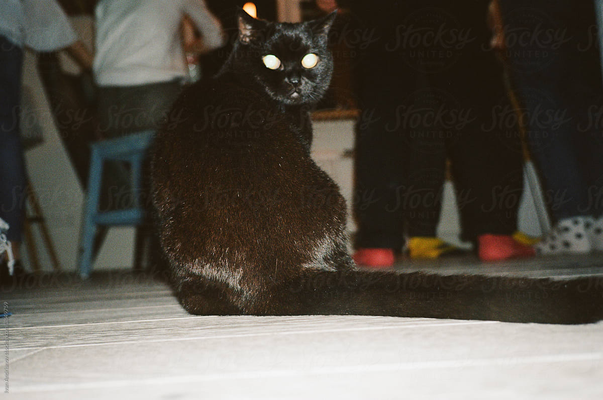 Black cat look