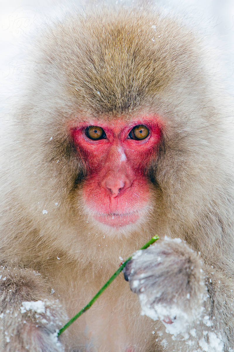 Young Japanese macaque (Macaca fuscata) / Snow monkey, Joshin-etsu National Park, Honshu, Japan