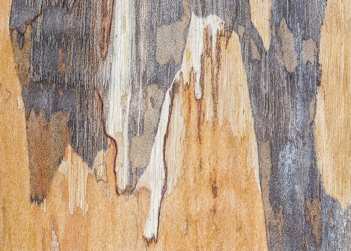Maple bark patterns, closeup