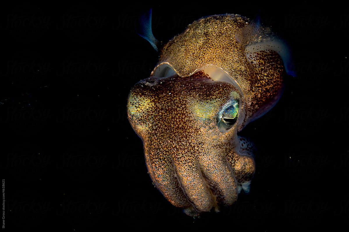 Stubby Squid Portrait