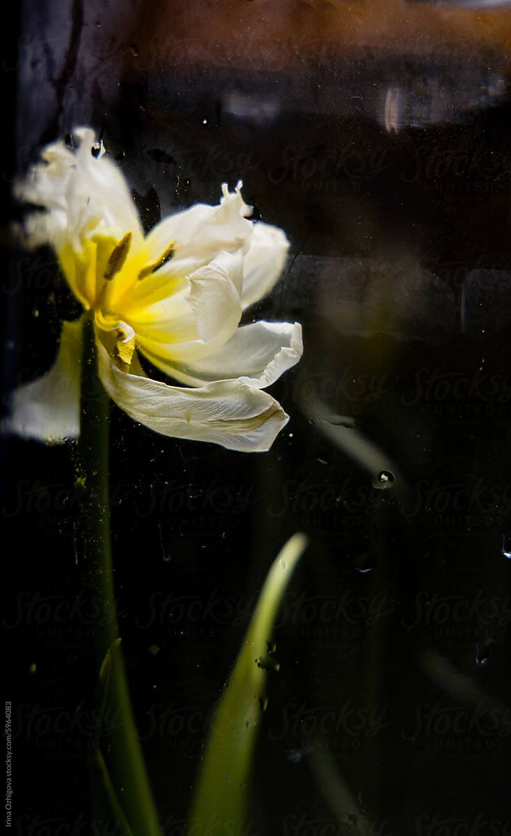 tulip behind a glass