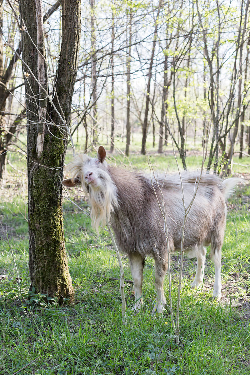 goat in the nature