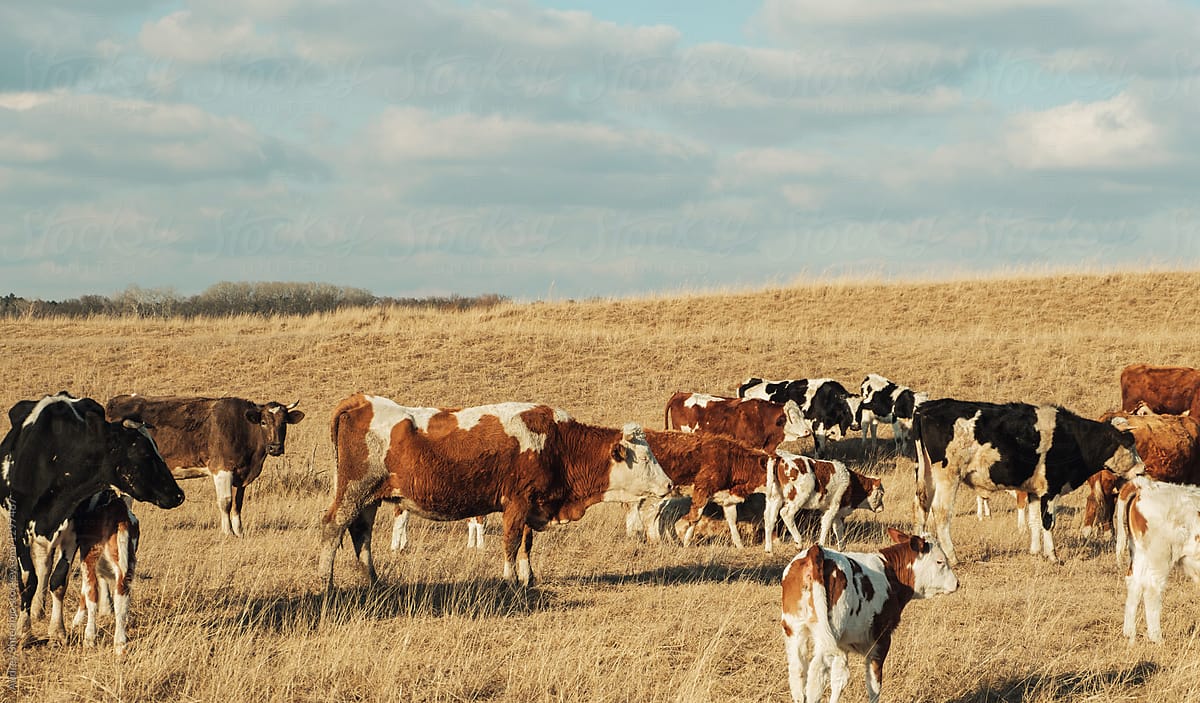 Cows in herd grazing on wastelands.