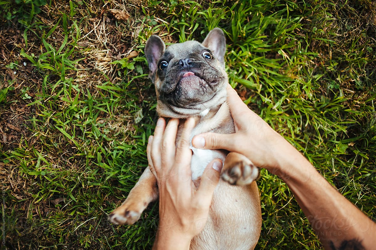 A brown french bulldog puppy playing with hands in the grass.