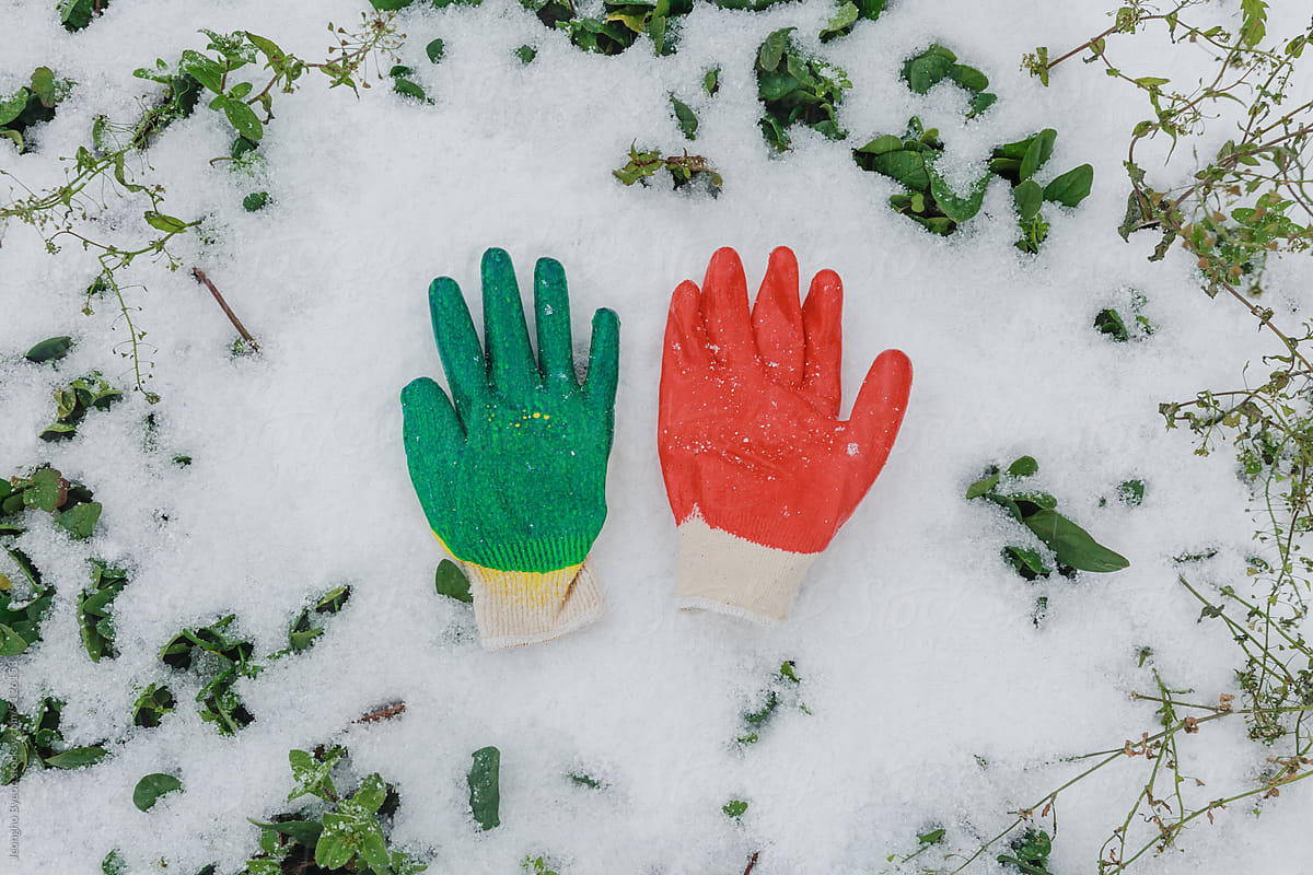The red and green gloves in the snow-covered garden.