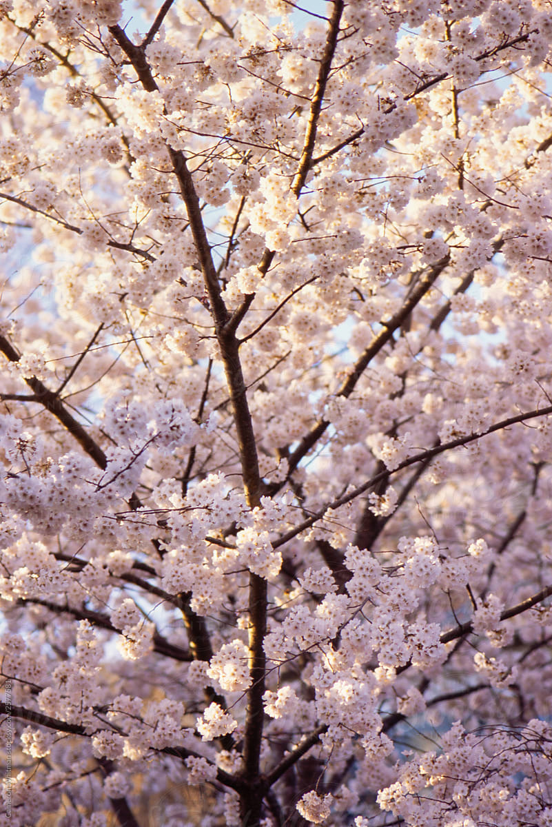 Cherry Blossom Background By Cameron Whitman Blossoming Cherry Blossom Stocksy United