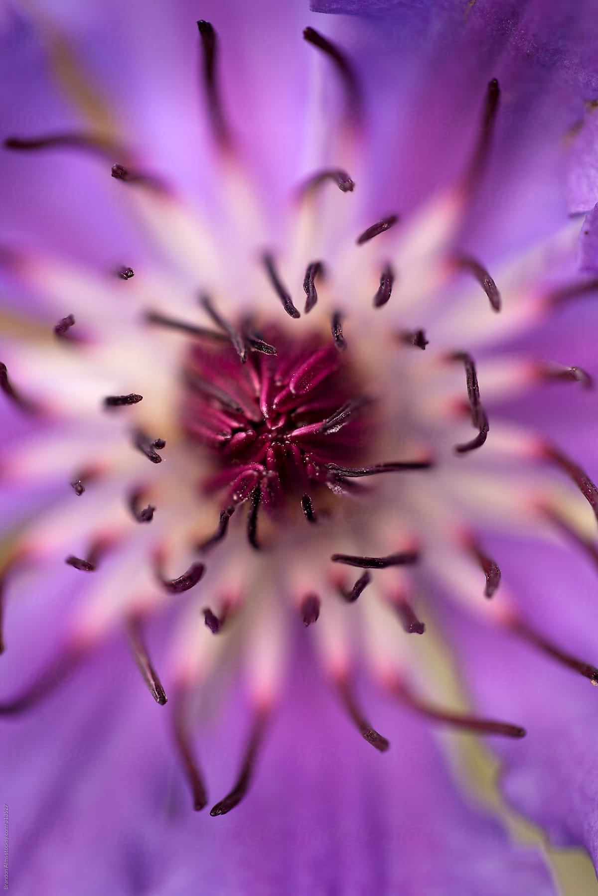 Purple Flower Macro Detail