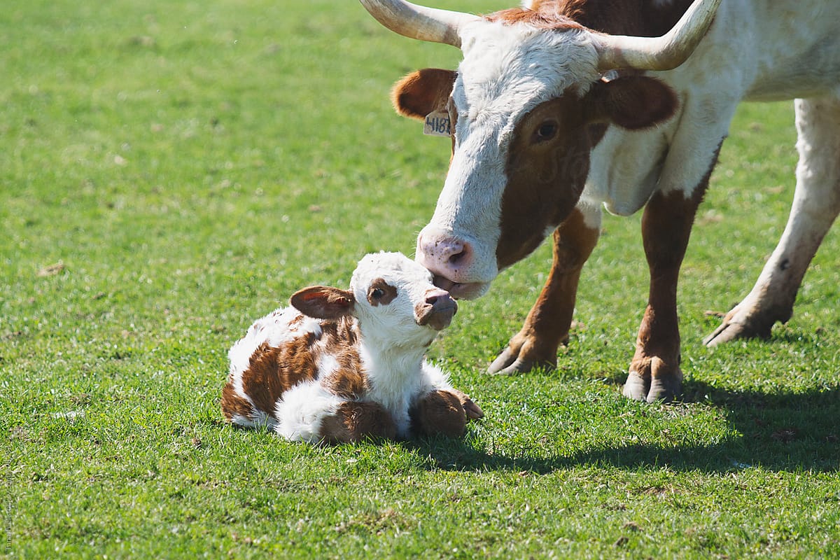 A Cow Licks Her Newborn Calf By Stocksy Contributor Tana Teel Stocksy