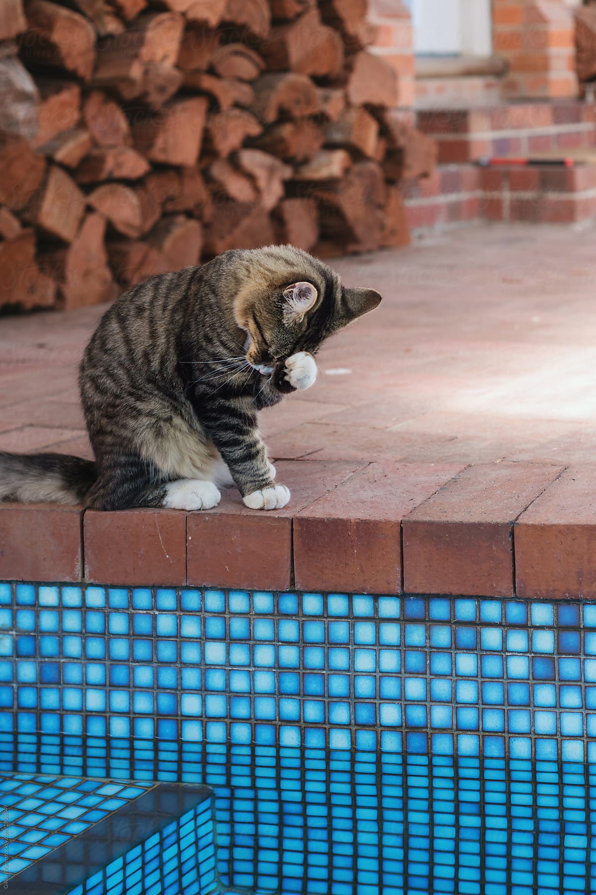 fun wtf moment with cat sitting by swimming pool